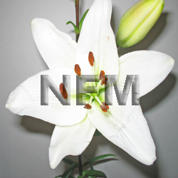 lilies asiatic white flowers